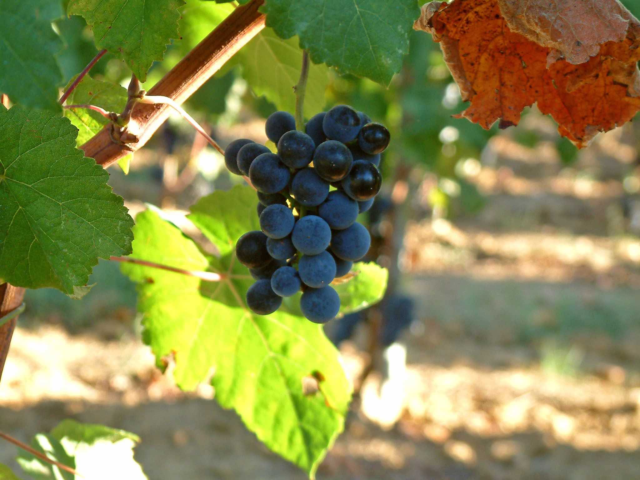 Petit Verdot Druif