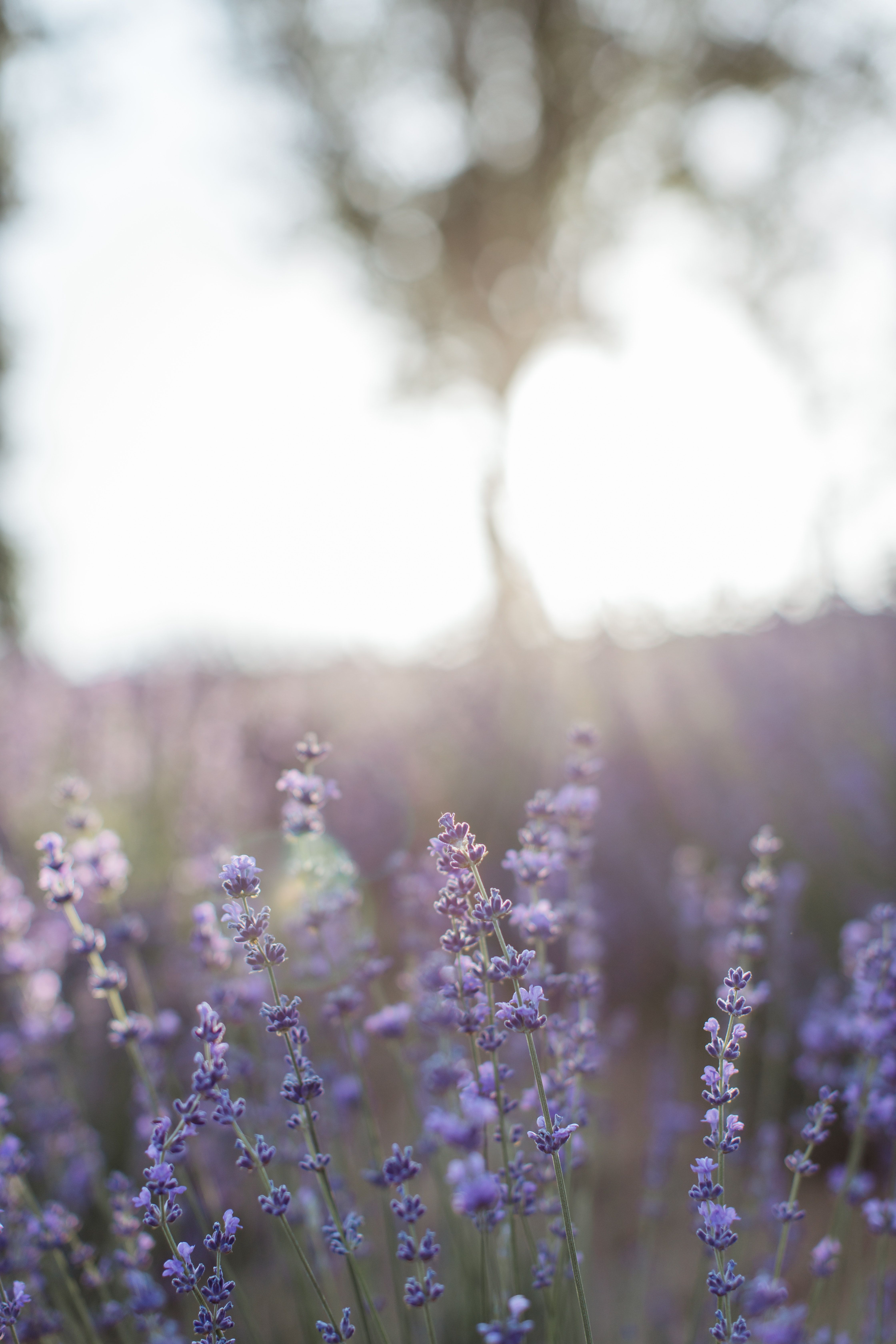 Purple flowers