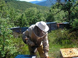 apicultura ecologica de transhumacia